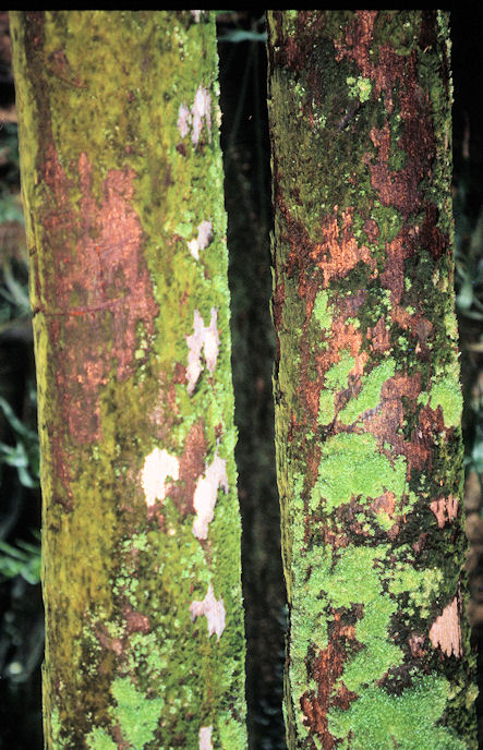 Seychellen 1999-034.jpg